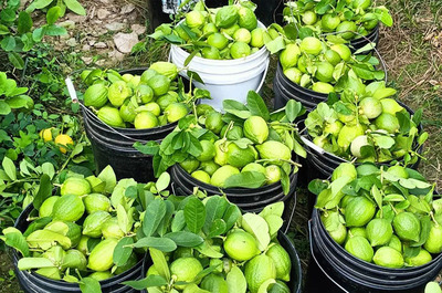 “酸”柠檬种出“甜”日子!特色水果赋能台山乡村产业振兴