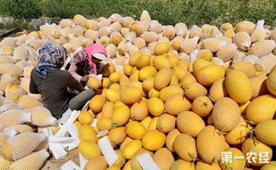 新疆:“互联网+”订单农业经销模式探索出一条精准脱贫的新路径