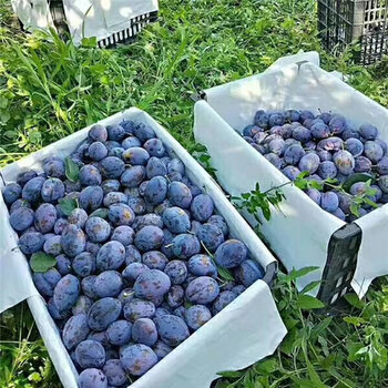 新品种法兰西西梅李子苗水果种植前景
